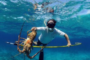 Half Day Lobster Spearfishing Tours (4)