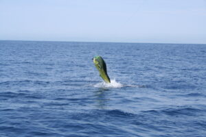 Half Day Reef Fishing Tours (3)